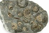 Plate Of Ammonite (Xipheroceras) Fossils - Dorset, England #242421-1